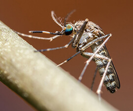 Understanding the Mosquito Life Cycle